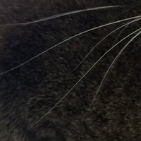 ぶどう (@adxtpmjg) 's Twitter Profile