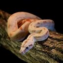 Peter Rice Reptiles - @PRiceReptiles - Twitter