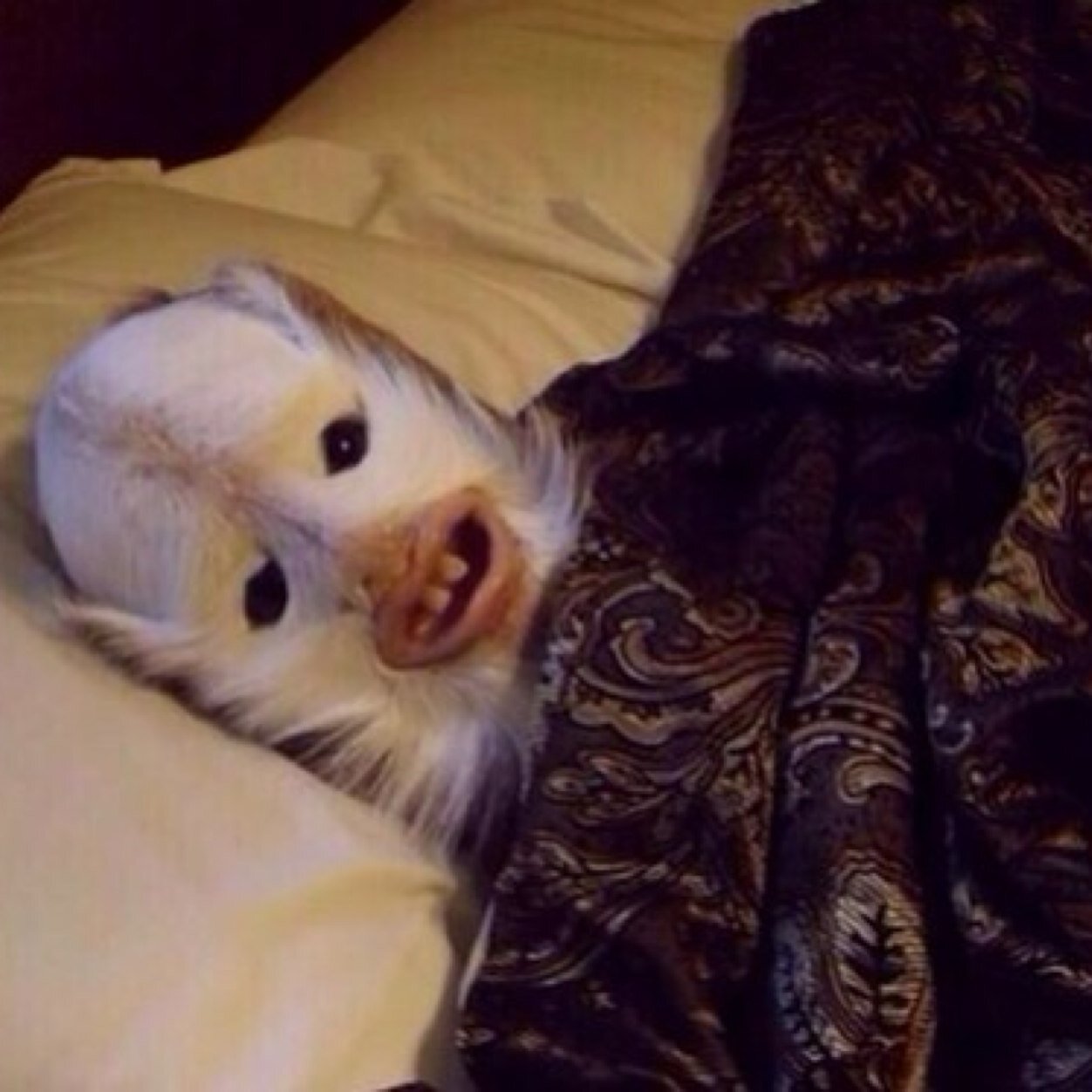 Observador8717's profile picture. observar, comentar y también webiar.