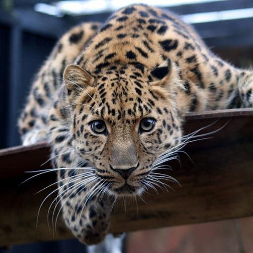 Le compte à suivre si vous aimez les #animaux, les #zoos et les #parcszoologiques, en France et en Europe ! #ParcZoologique