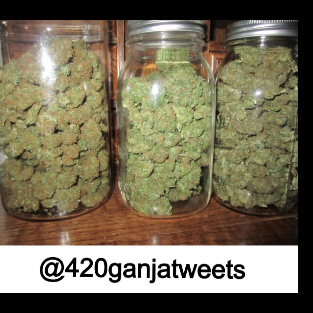 420ganjatweets's profile picture. This accont is made for the purpose of spreading the stoner love *snoop dogg voice* Smoke weed everyday