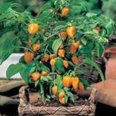 INOVASI PEMANFAATAN LIMBAH KERTAS SEBAGAI KONSEP PELESTARIAN PAPRIKA DAN PENINGKATAN SOSIAL EKONOMI  BERBASIS KEMASYARAKATAN DI KARANGMENJANGAN