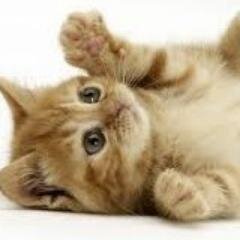 cute, cutesy, pictures, cats, dogs, videos, cutest, sock monkey, baby animals