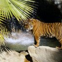 Ëva Morel - @petzouilles - Twitter