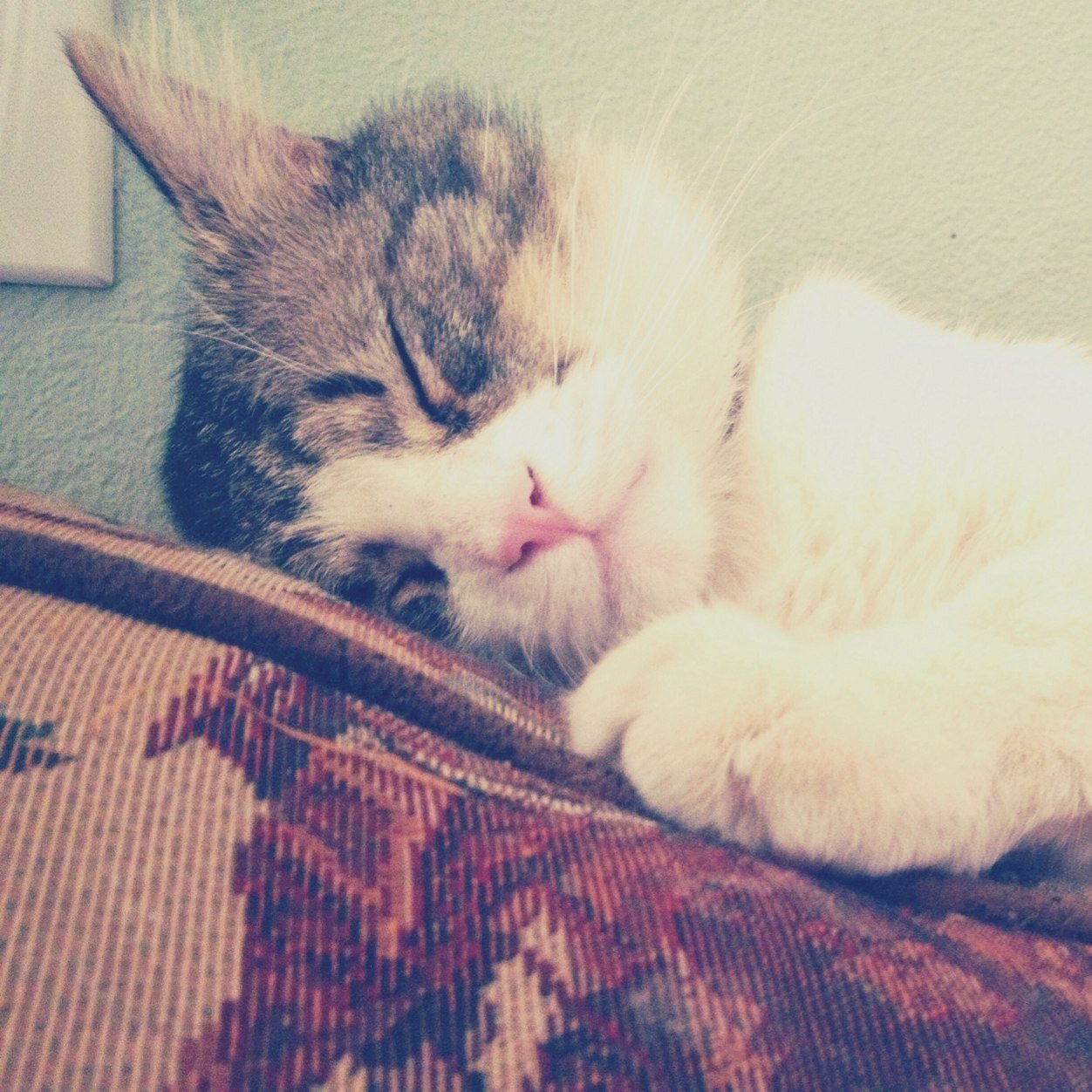 Stop Cat! Stop Cat Right Meow! I'm Not Kitten!