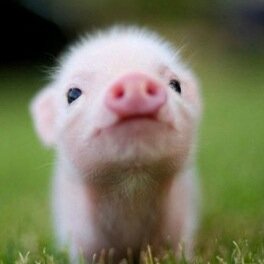 I heart cochon