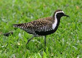 Highly migratory and territorial when foraging.