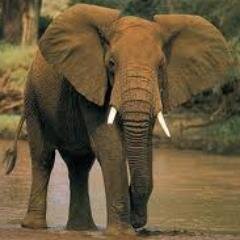 SayNo2Poaching's profile picture. Check out our daily blog account listed below! Take part to end poaching worldwide.