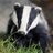 Profile Picture of GaiaWarrior1 (@@BadgerLeanne) on Twitter
