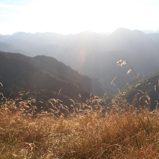 MedZebolt's profile picture. 