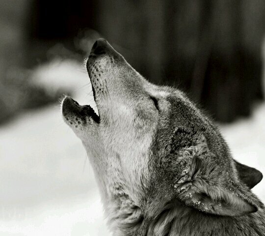 One Wolf Can Make A Different.  #theWhiteWolf | #NezzMedia | #FollowTheStar ☆  | @EliseCrockettUK | #CKETT