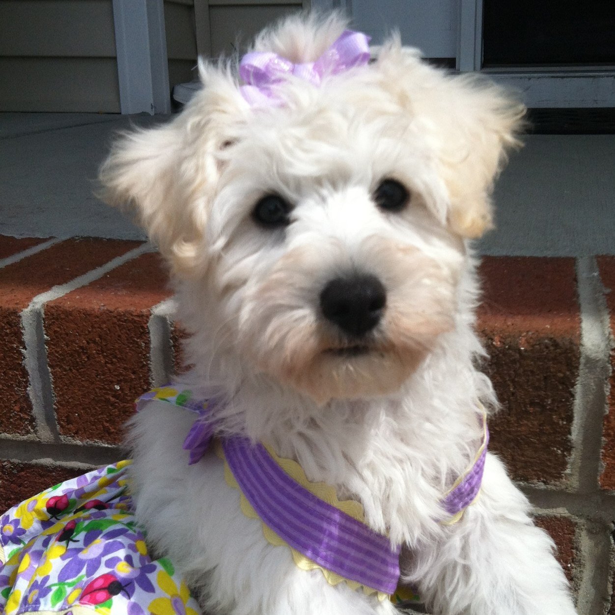 I'm one adorable, sweet, opinionated, Loyal & Loving canine who appreciates fine quality things with style. I'm Lil Ladybug Schnoodle.