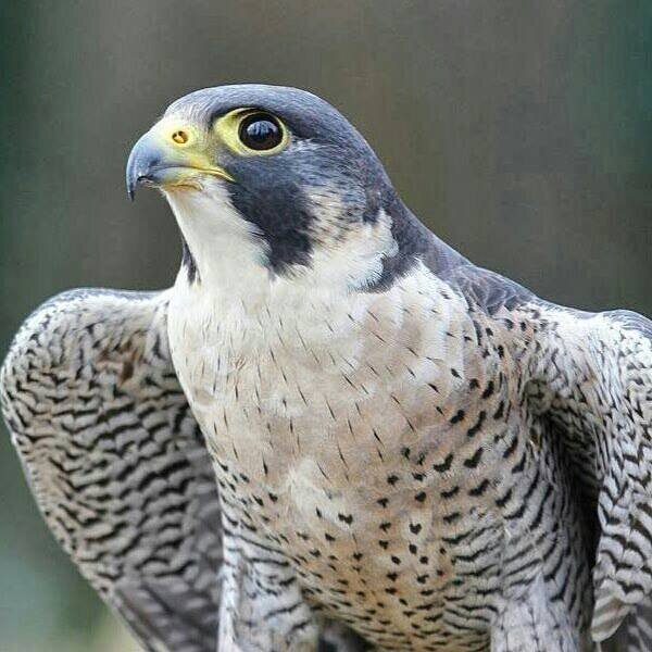 DazCan9's profile picture. 