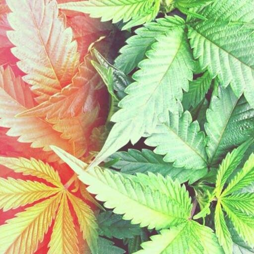 EvaZ_Design's profile picture. EvaZ Design