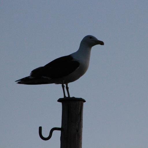 Tulrix's profile picture. Akrobat