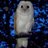 Profile Picture of Nancy Franklin (@@nancyfranklin) on Twitter