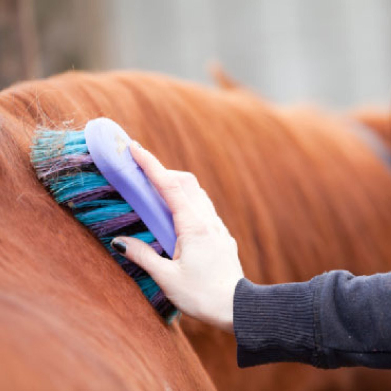 All your Groom Codes, Quotes and horse talk here|| If you have any questions be sure to tag us and we will reply back with an easy affordable tip.