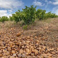 Sijnn Wines (@sijnnwines) 's Twitter Profile