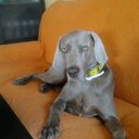 pablo ortuño albert - @chichas284 - Twitter