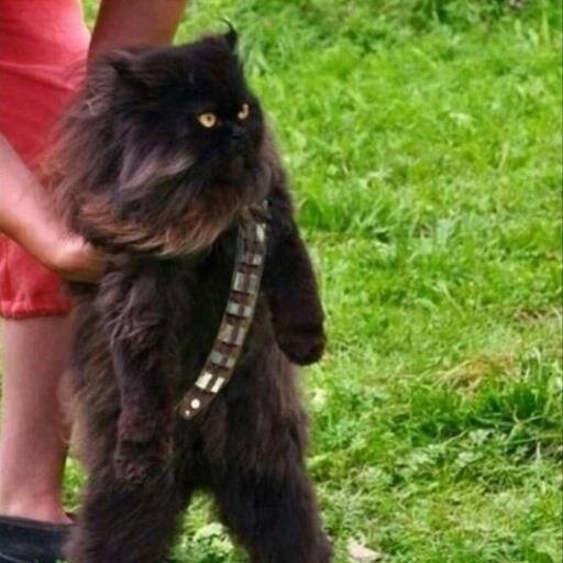 Paatoooo's profile picture. 