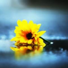 _iamsupergirl2's profile picture. avid reader, aspiring writer, animal lover, couch potato, food addict, Twihard, Oncer (Hooker), Ace, Demigod, Wildcat, Unicorn, Miraculer, Potterhead