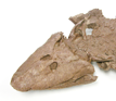 I'm a 375-million year old fossil from the Canadian Arctic