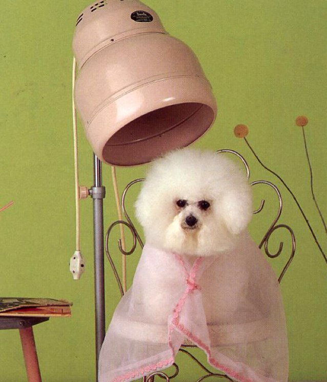 Dog grooming salon. We groom with love.
Call 086-8686461 for appointments.