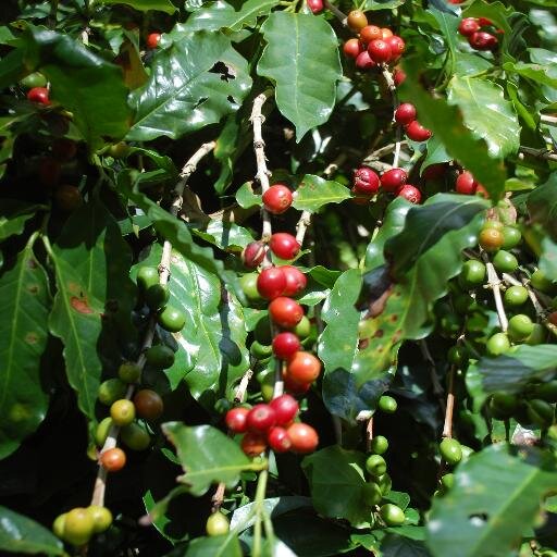 cccambassadors's profile picture. 