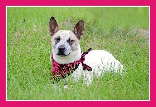 Not for Profit Dog Rescue organization 501 3c; We rescue, save, rehome abandoned, abused unwanted dogs. We rely on donations only to help our cause.
