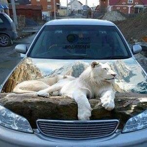 rangelbateria's profile picture. 