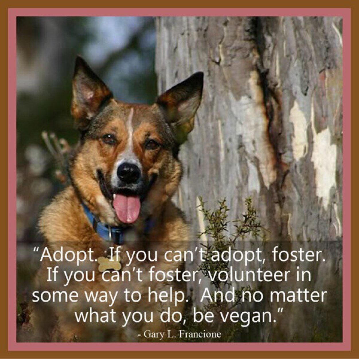 veganeyes's profile picture. Idealist, mother of young 'uns, abolitionist vegan. Interested in philosophy, esp. ethics. Empty cages not bigger ones. Dogs are the best people. Views my own.