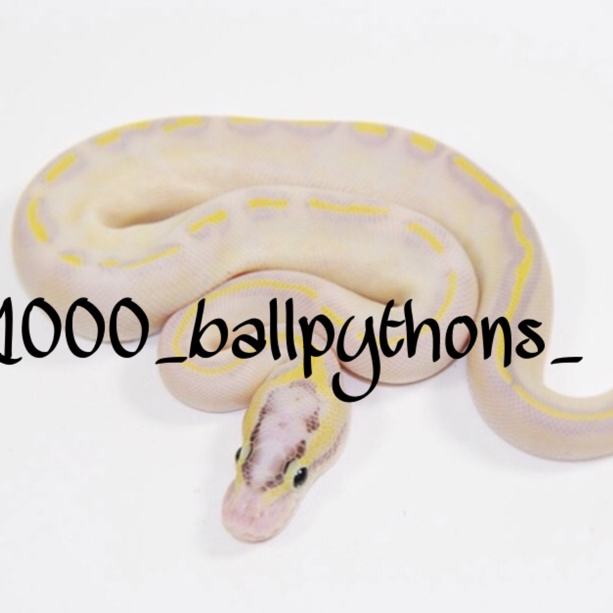 1000ballpythons's profile picture. 