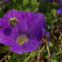 Matthew Wheelwright (@entomologycrazy) 's Twitter Profile Photo Matthew Wheelwright (@entomologycrazy) 's Twitter Profile Photo