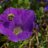 EntomologyCrazy's profile image