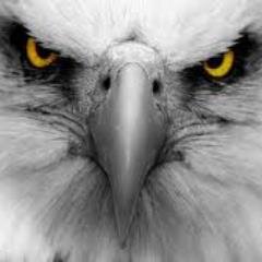 Mother Eagle flying high in the sky. I tweet with the vengeance of the sharpest dull talons