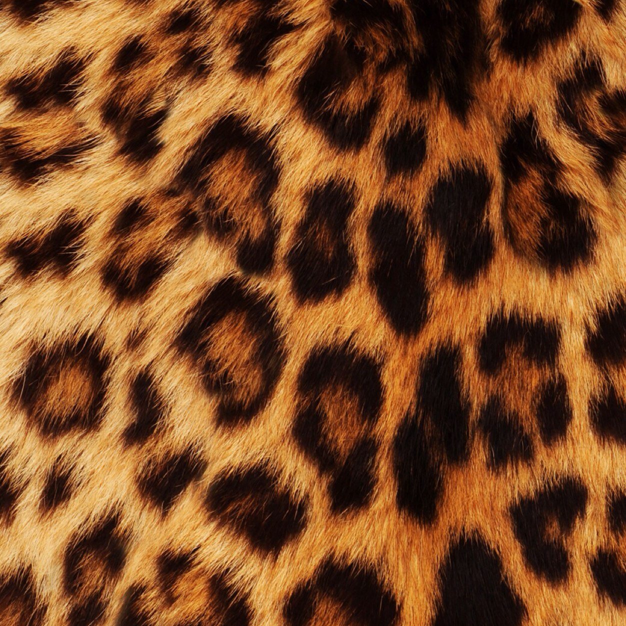 Hi
