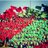 caa_csb's profile image
