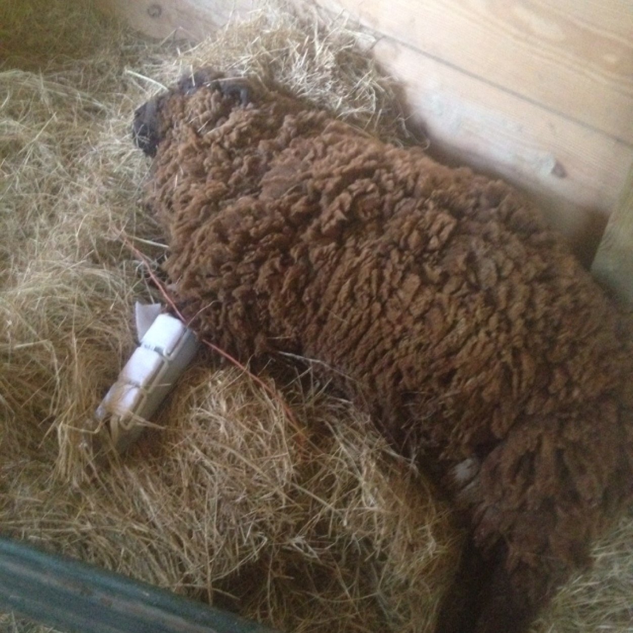 Kase_GunpoinT's profile picture. Competitive Call Of Duty Team. Sponsored by: @Gaming_Jerseys, @DarkWolfTourney, @ImTrikz @CinchGaming Coupon Code:Gpoint for 5% off Cinch Controllers