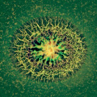 Biomedia artist working at the intersection of microbiology and photo/video/interactivity to offer a new perspective on our relationship to non-human agents
