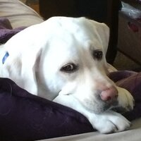 Stephanie Zia, MD, MACM, FAAP, FACP, FHM (@docstephzia) 's Twitter Profile Photo