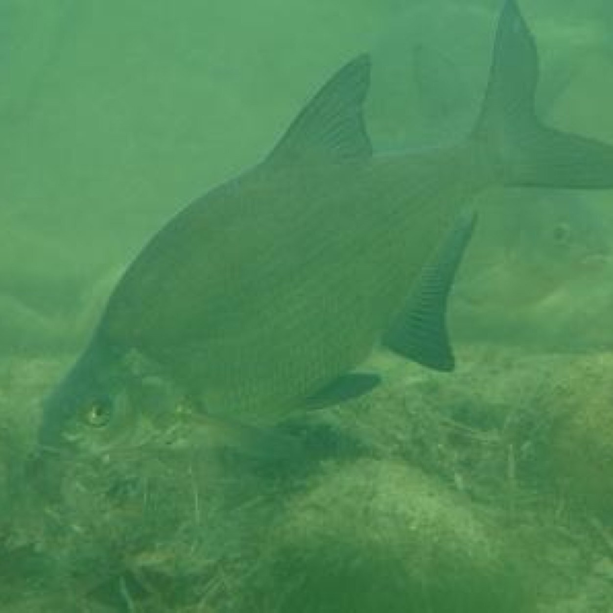 bieze_r's profile picture. 