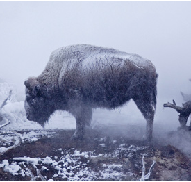 frisky1112's profile picture. 