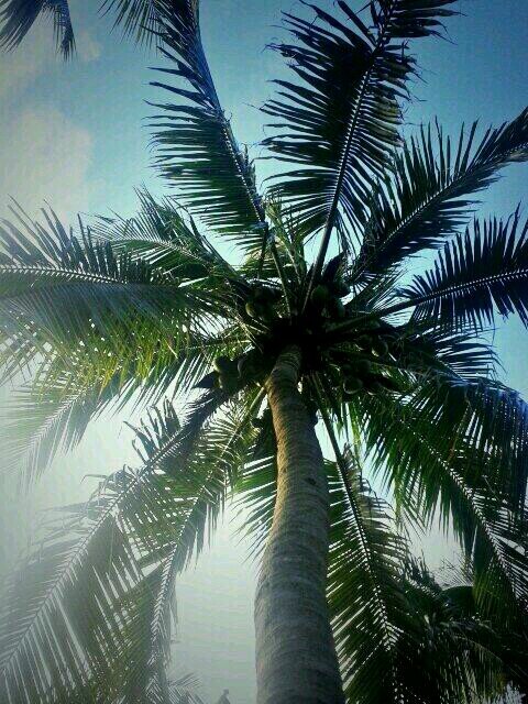 Dedicate to Palm Trees