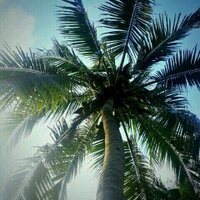 Palmpedia (@palmpedia) 's Twitter Profile
