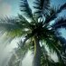 Palmpedia (@palmpedia) Twitter profile photo Palmpedia (@palmpedia) Twitter profile photo