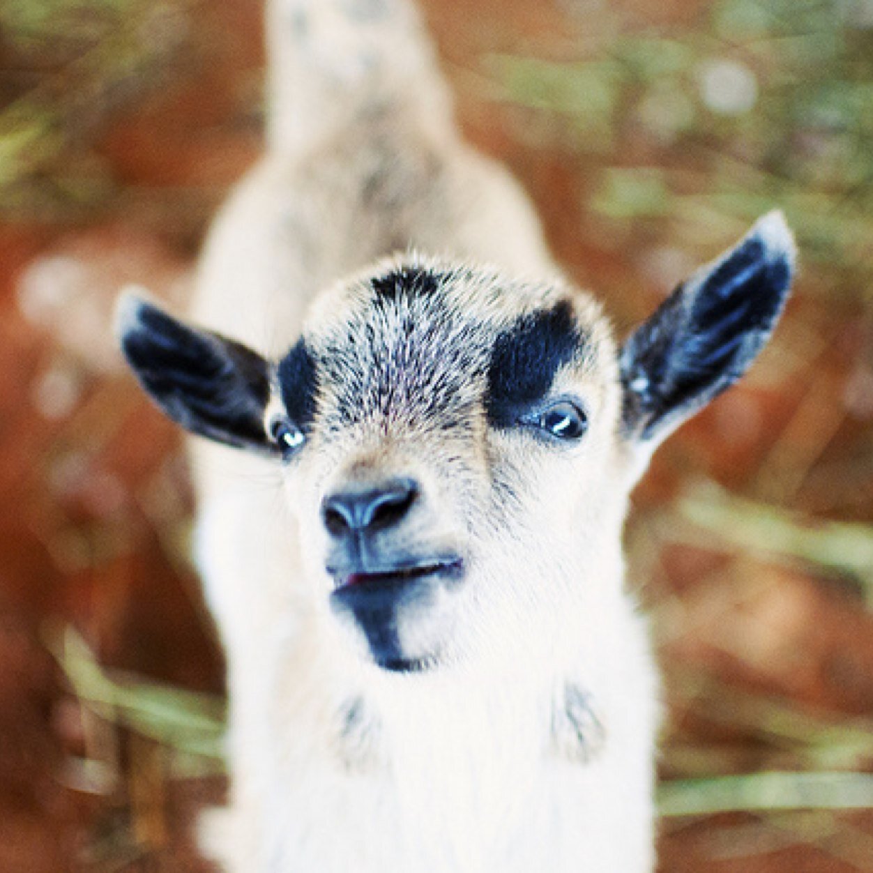 KnifeGrenade's profile picture. 