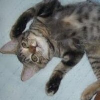 kobanori (@kobanoritter) 's Twitter Profile