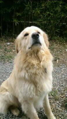 arquitectura / diseño interno / mobiliario
///pd. soy un golden retriever