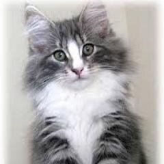 elpoderdedios66's profile picture. Amante de la vida y la creacion de Dios..