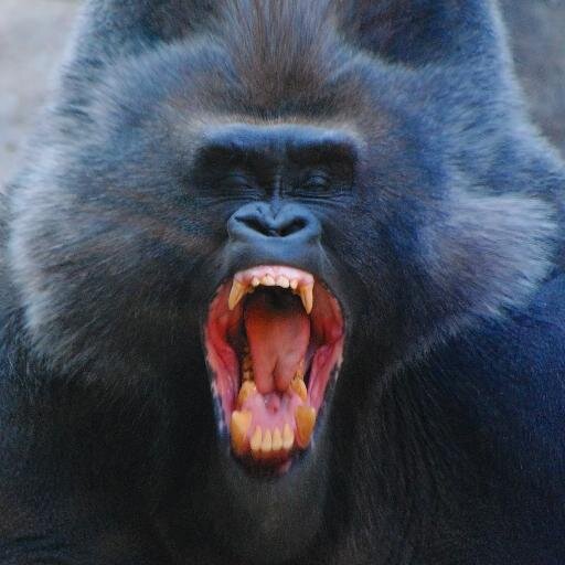 EduardoEclipse's profile picture. 